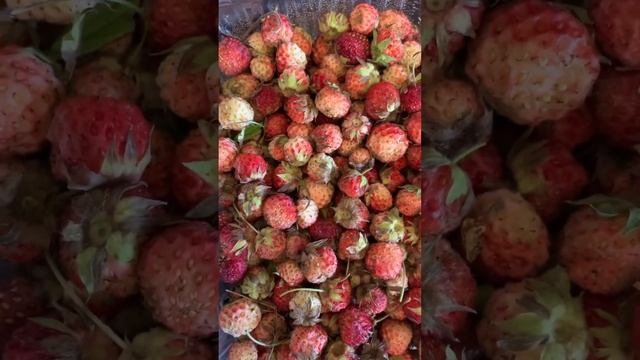 Сбор Луговой клубники для сушки и добавления затем в соль для ванны смотреть онлайн