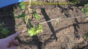Формирование молодых кустов винограда: весенняя обломка побегов на 3-й год вегетации