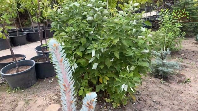 Обзор куста малины штамбовой сорта Таруса в полях Егорьевского питомника Никитенко Александра. смотреть онлайн