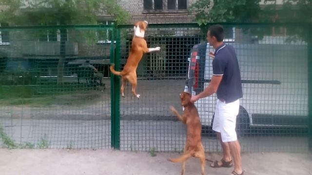 Тренировка питбуля смотреть онлайн