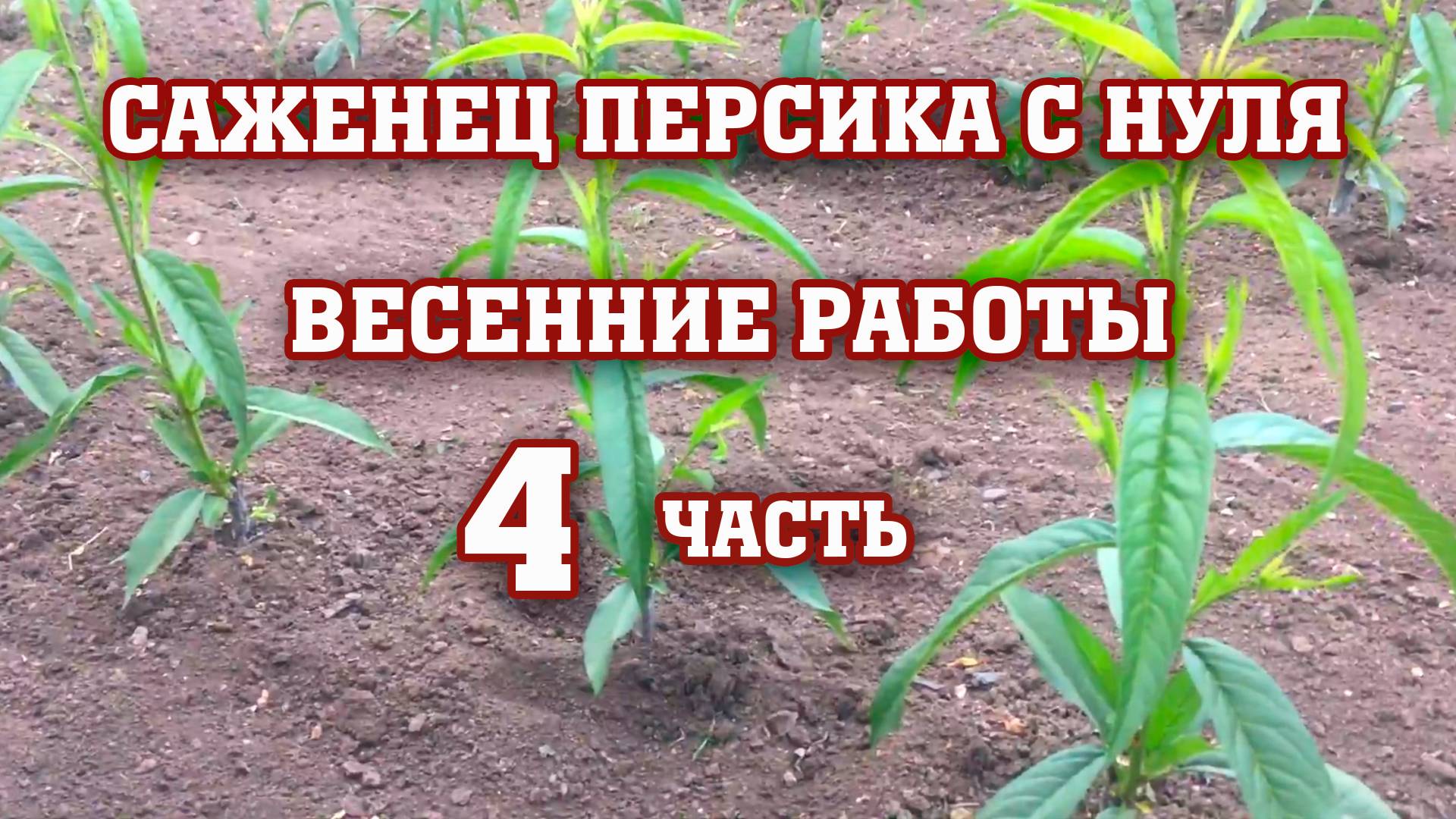 Как вырастить саженец персика с нуля ⧸ Весенние работы смотреть онлайн