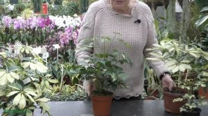 Шеффлера (лат. Schéfflera) - красивое растение для интерьера!