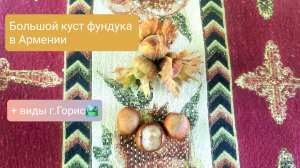 Большой куст фундука в Армении + виды города Горис