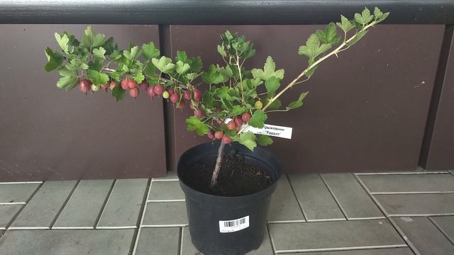 Новые этикетки в Егорьевском питомнике Никитенко Александра смотреть онлайн