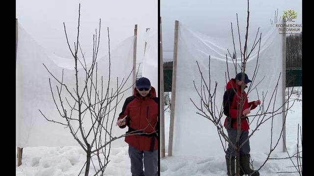 Обрезка груши с комментариями от Агронома питомника смотреть онлайн