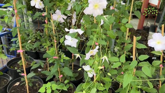 Обзор взрослых клематисов в Егорьевском питомнике Никитенко Александра смотреть онлайн