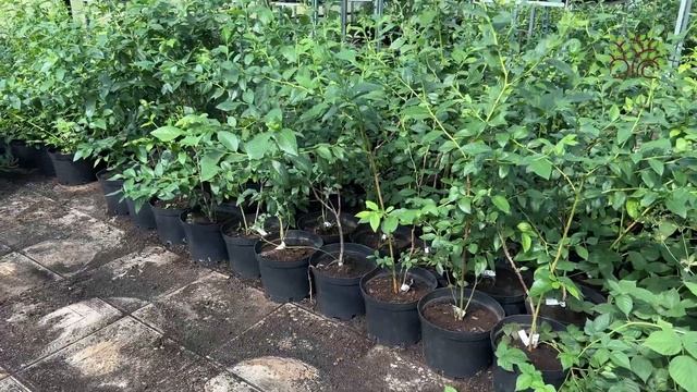 Егорьевский питомник Никитенко Александра о голубике садовой смотреть онлайн