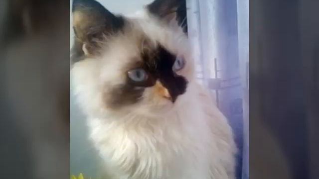 Мурка ты мой котёночек,Мурка ты мой мурёночек! смотреть онлайн