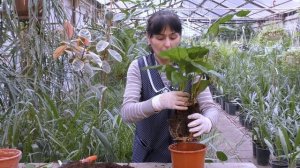 Делим калатею и черенкуем филодендрон.