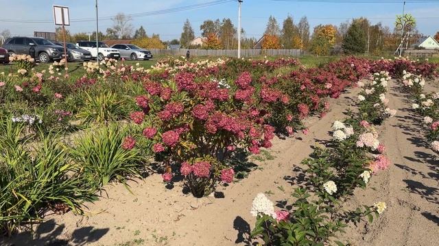 Сравнение соцветий гортензий разного возраста в полях Егорьевского питомника Никитенко Александра смотреть онлайн