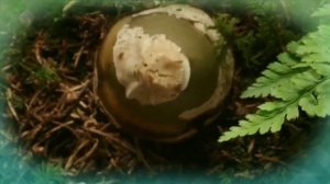 Открывайте  шире  двери/Весна идёт