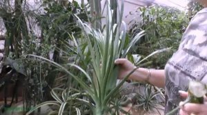 Бокарнея (нолина) после среза макушки (спустя 10 месяцев)