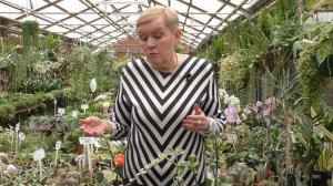 Педилантус – уход в домашних условиях.