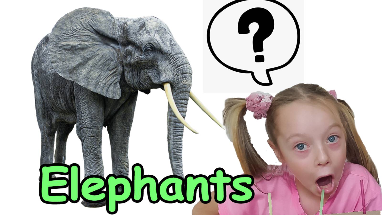 Слон Мир дикой природы