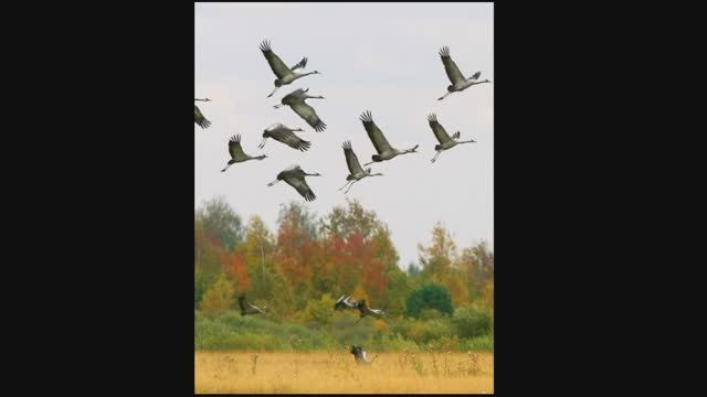 Журавли. Николай Рубцов. смотреть онлайн