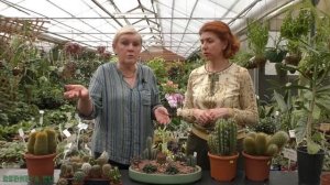 Кактусы - виды и уход.