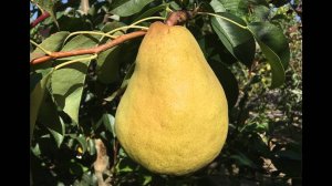 Груша NJО (НЖО)