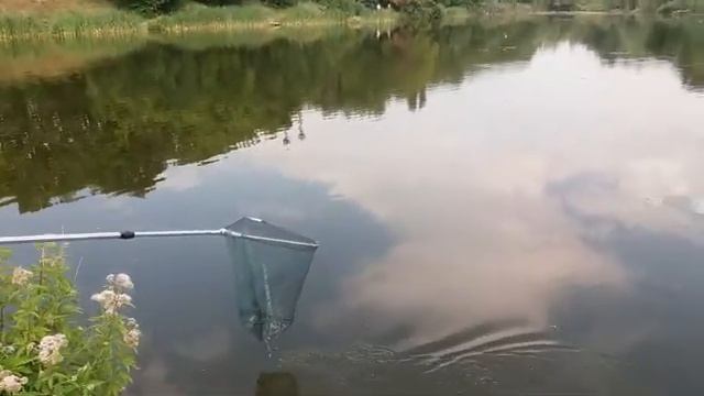 ТОЛСТОЛОБ 8КГ 2019 смотреть онлайн