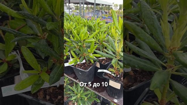 Можно ли не сразу сажать растения в горшках #shorts #сад #дача смотреть онлайн