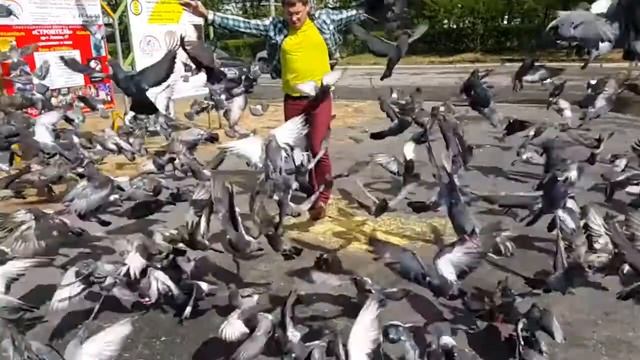 Голуби смотреть онлайн