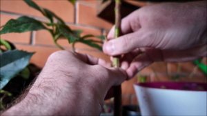 Техника прививки Магнолии Грандифлора