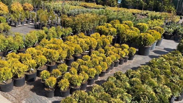 Егорьевский питомник Никитенко Александра открытие смотреть онлайн