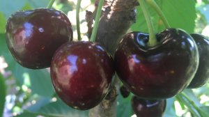 Черешня Скина 2023