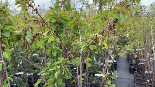 Последствия майских заморозков в питомнике смотреть онлайн