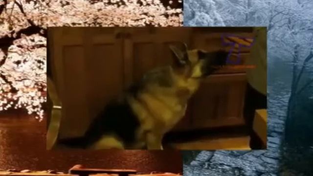 топ10 смешных звуков собаки смотреть онлайн