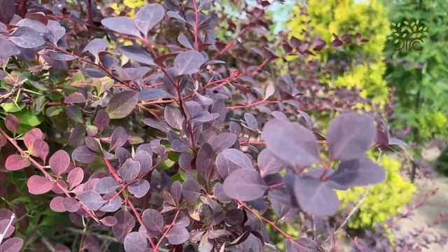 Барбарис оттавский Суперба (Superba). Обзор от Агронома! смотреть онлайн