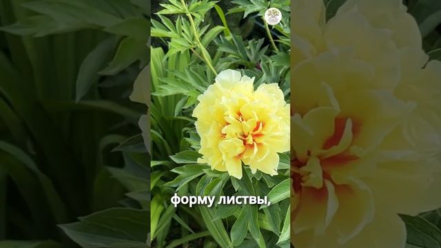 Отличия пионов травянистых от древовидных и ито гибридов #shorts #огород #дача #сад #пион смотреть онлайн