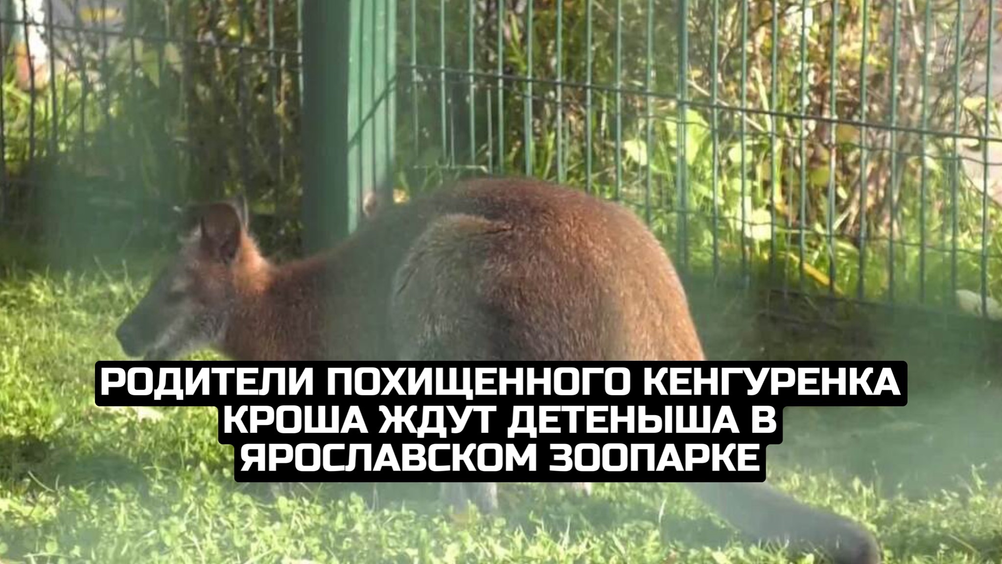 Родители похищенного кенгуренка Кроша ждут детеныша в Ярославском зоопарке смотреть онлайн