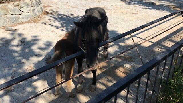 Малыш пони. Тайган Baby Pony. Taigan