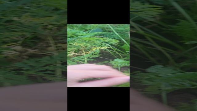 КОГДА УБИРАТЬ МОРКОВЬ ЧТОБЫ ДОЛГО ХРАНИЛАСЬ?! смотреть онлайн