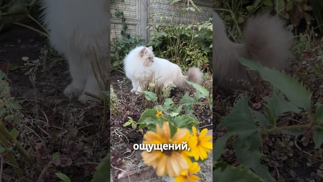 Опрыскивание сада с домашними животными смотреть онлайн