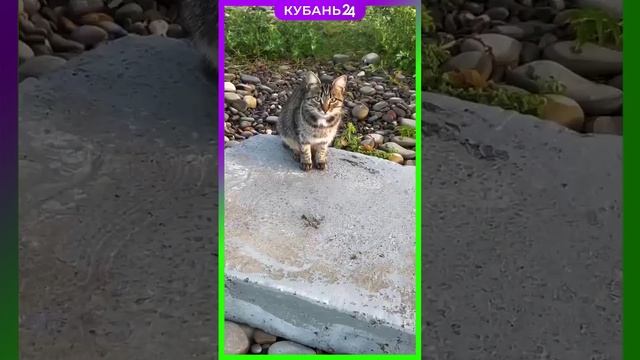 Арбузы поспевают на пляже в Новороссийске. смотреть онлайн