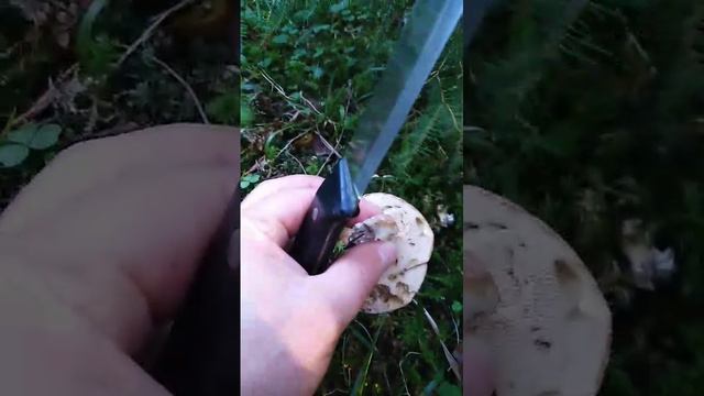 Грибной ассортимент смотреть онлайн