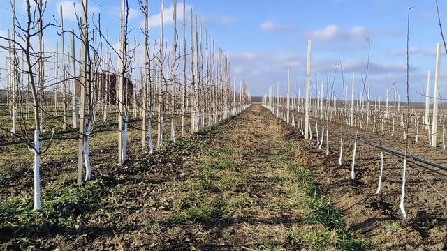 Підготовка саду до зими. смотреть онлайн