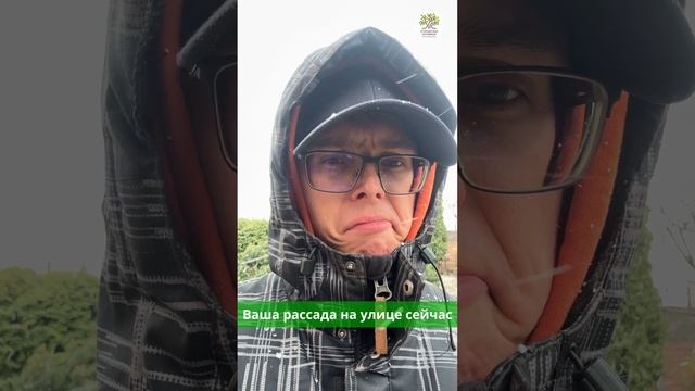 Ваша счастливая рассада на улице сейчас #shorts #сад #огород #рассада #юмор смотреть онлайн