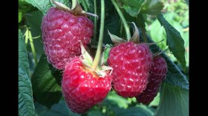 Малина Мапема