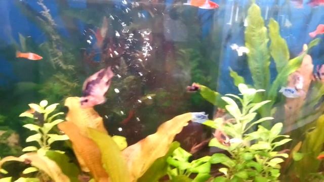 мой аквариум 300л смотреть онлайн