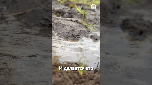 Нужно ли готовить посадочную яму #shorts #сад #дача #огород смотреть онлайн