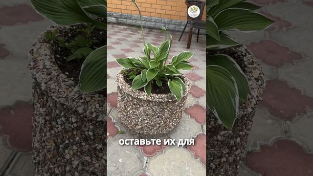 Посадка туй в кашпо, часть 1 #shorts #сад #дача #туя смотреть онлайн