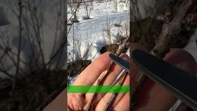 Весенняя обрезка. Отличие мёртвой и живой древесины #shorts смотреть онлайн