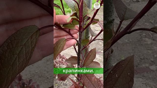 Черемуха Колората. Обзор от Агронома питомника #shorts #дача #огород #сад #черемуха смотреть онлайн