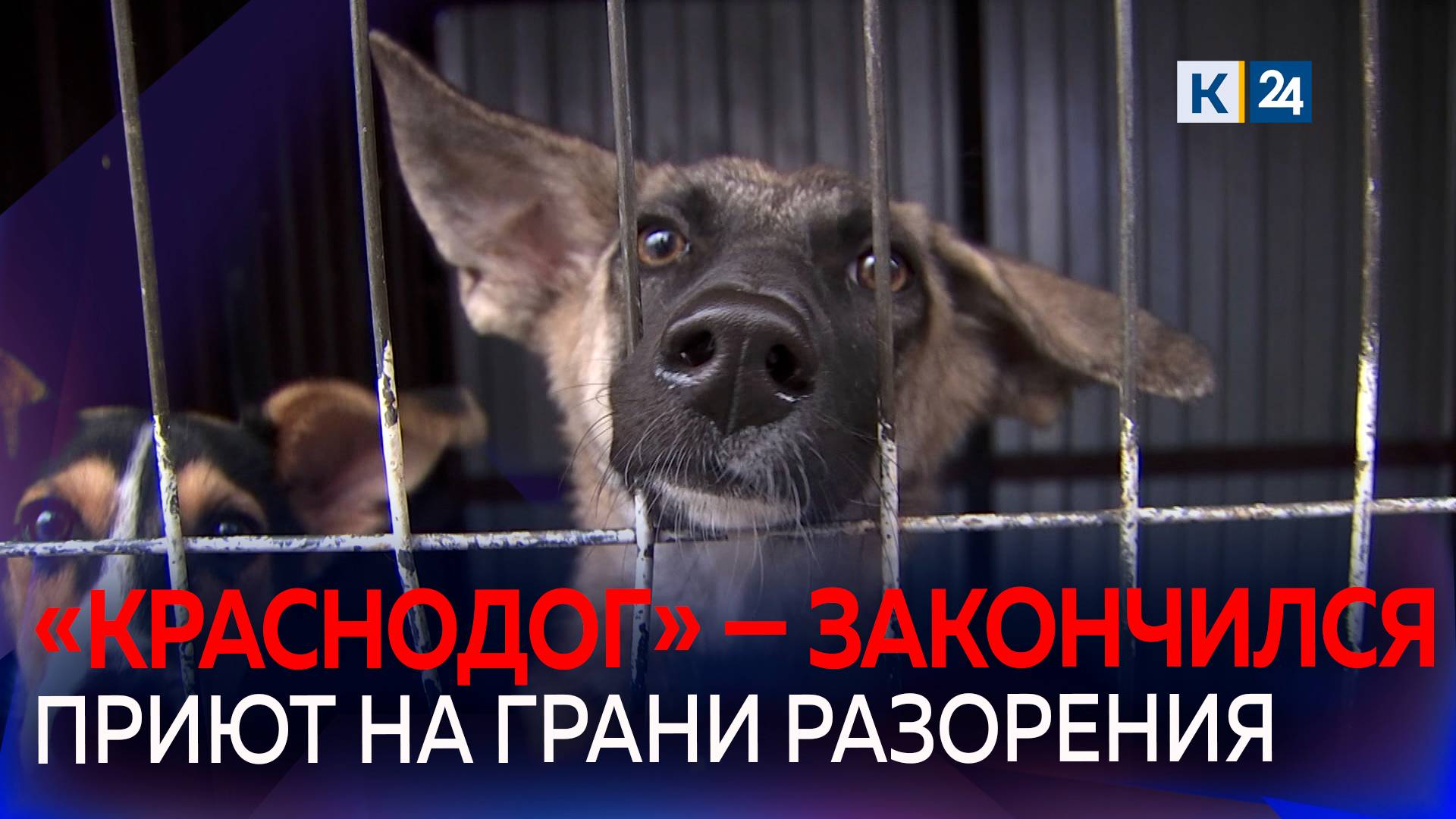 Краснодарский приют для бездомных животных «Краснодог» на грани разорения смотреть онлайн