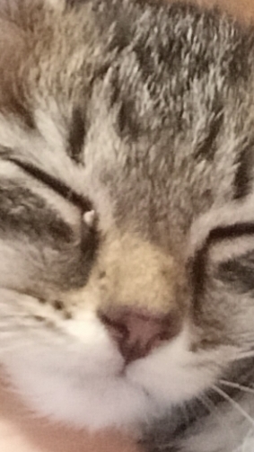 мой котик смотреть онлайн
