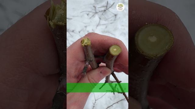 Весенняя обрезка, 15 ошибок, часть 3 #shorts смотреть онлайн