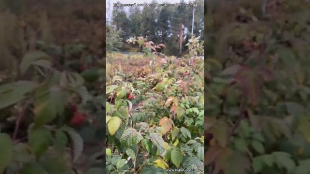 Егорьевский питомник Никитенко Александра. Малина ремонтантная Атлант смотреть онлайн