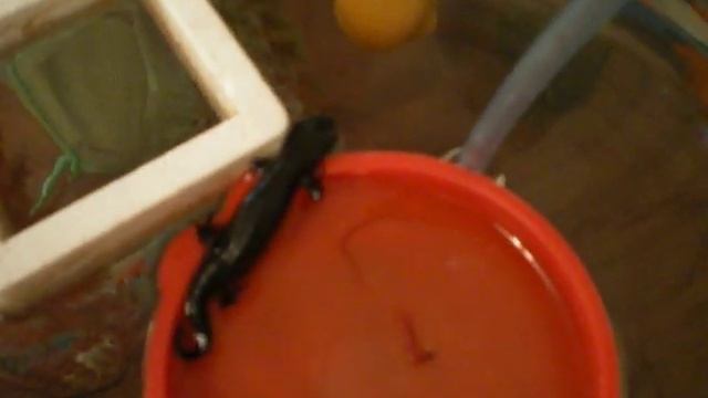 Не попадайтесь Чёрному Тритону! смотреть онлайн